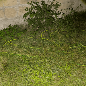 Tubo da giardino abbandonato su erba alta vicino a un muro in pietra, di notte